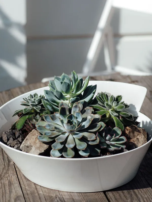 A white NewWave bowl on a wooden table as a planter for succulents.