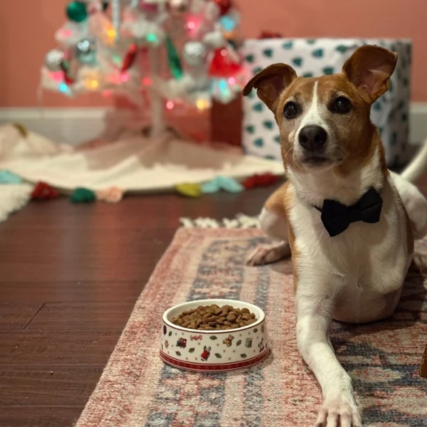A dog wearing a black bow tie lies on a rug next to a bowl of kibble. Behind, a colorful Christmas tree glows softly. The atmosphere is festive and cozy.