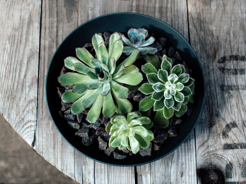 A black Manufacture bowl on a wooden table as a planter for succulents.