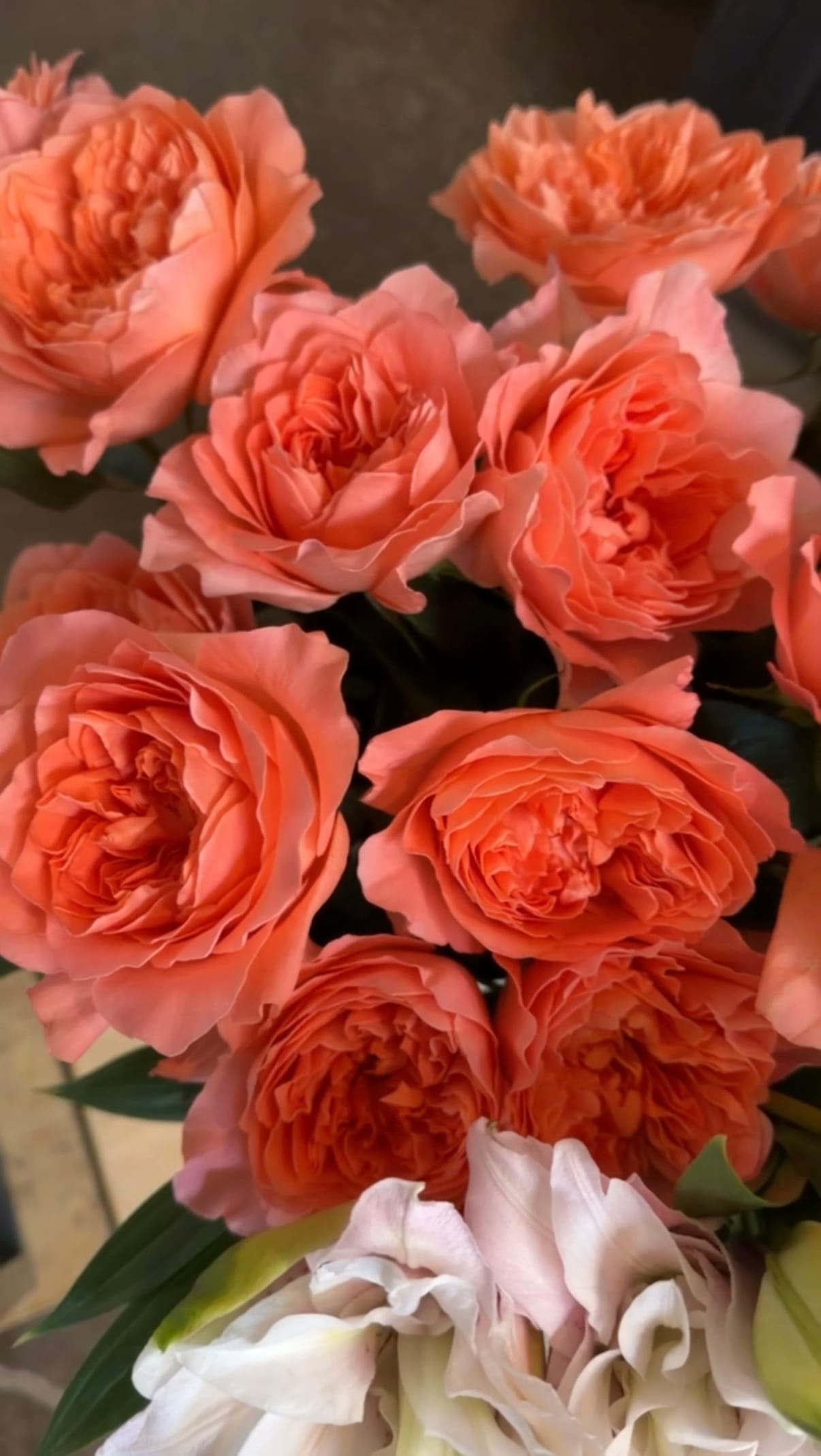 Garden Roses Flowers Close-up bouquet of coral and peach roses with layered petals, accented by soft white flowers and green leaves, creating a warm, romantic mood.